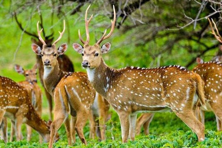 Maduru Oya National Park Private Safari with Naturalist - Photo 1 of 12